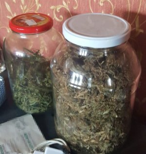 Ususzona marihuana w słoikach.