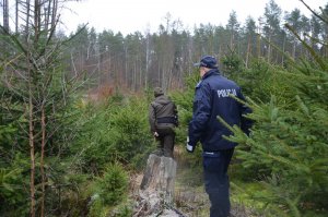 Policjanci ze Strażą Leśną sprawdzają lasy, pod kątem nielegalnej wycinki drzewek.