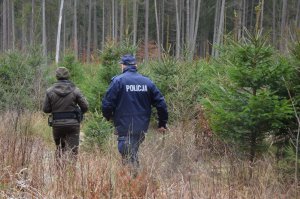 Policjanci ze Strażą Leśną sprawdzają lasy, pod kątem nielegalnej wycinki drzewek.