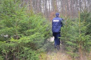 Policjanci ze Strażą Leśną sprawdzają lasy, pod kątem nielegalnej wycinki drzewek.