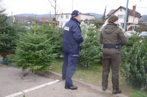 Policjanci ze Strażą Leśną sprawdzają stoiska z choinkami pod kątem sprzedaży nielegalnie pozyskanych drzewek.