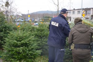 Policjanci ze Strażą Leśną sprawdzają stoiska z choinkami pod kątem sprzedaży nielegalnie pozyskanych drzewek.