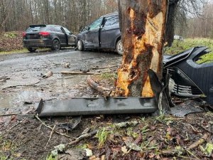 Widoczne jest na pierwszym planie drzewo, kora mocno zniszczona, a za drzewem dwa rozbite samochody.