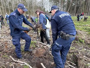 Policjanci sadzą las.