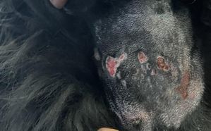 Między futrem psa na skórze widać czerwone rany