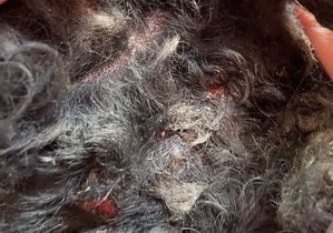 Kolejne rany krwisto czerwone na szyi zwierzaka