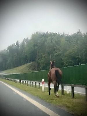 koń idzie drogą ekspresową