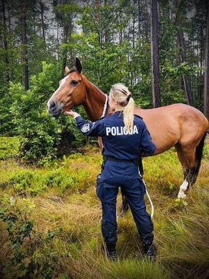 Policjantka trzyma na uprzęży konia