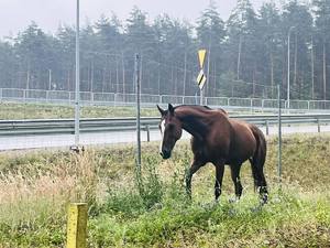 koń spaceruje po trawie przy drodze