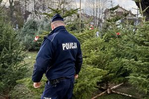 Policjanci wchodzą do punktu sprzedaży choinek