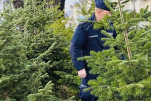 Policjant chodzi wśród choinek