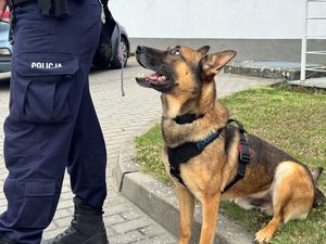 Pies słucha swojego przewodnika i na niego spogląda
