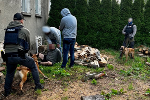 Zatrzymany siedzi na ziemi, policjanci pomagają mu wstać, obok stoją policjanci z psami służbowymi