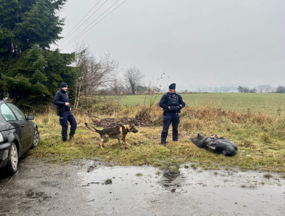 Policjant pilnuje mężczyzny leżącego na ziemi, obok niego stoi przewodnik psa patrolowo - tropiącego