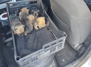 pieski zabezpieczone w skrzynce w radiowozie