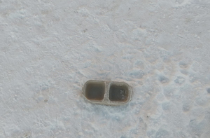 zamarznięta miska z jedzeniem i piciem