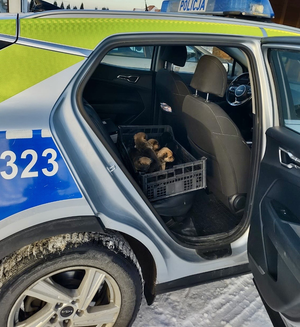 Pieski zabezpieczone w radiowozie