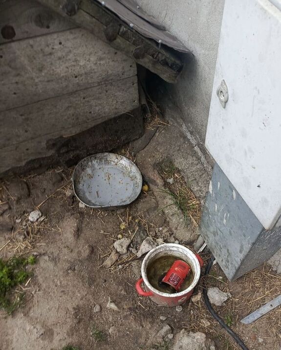 Pies zaniedbany siedzi przypięty łańcuchem do budy, a jego buda jest zbita z desek i obita blachą. Widać że zwierzę jest zaniedbane, w miskach nie ma jedzenia ani świeżej wody.