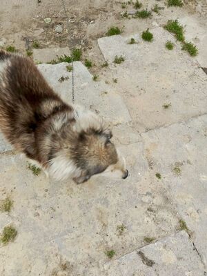Pies zaniedbany siedzi przypięty łańcuchem do budy, a jego buda jest zbita z desek i obita blachą. Widać że zwierzę jest zaniedbane, w miskach nie ma jedzenia ani świeżej wody.